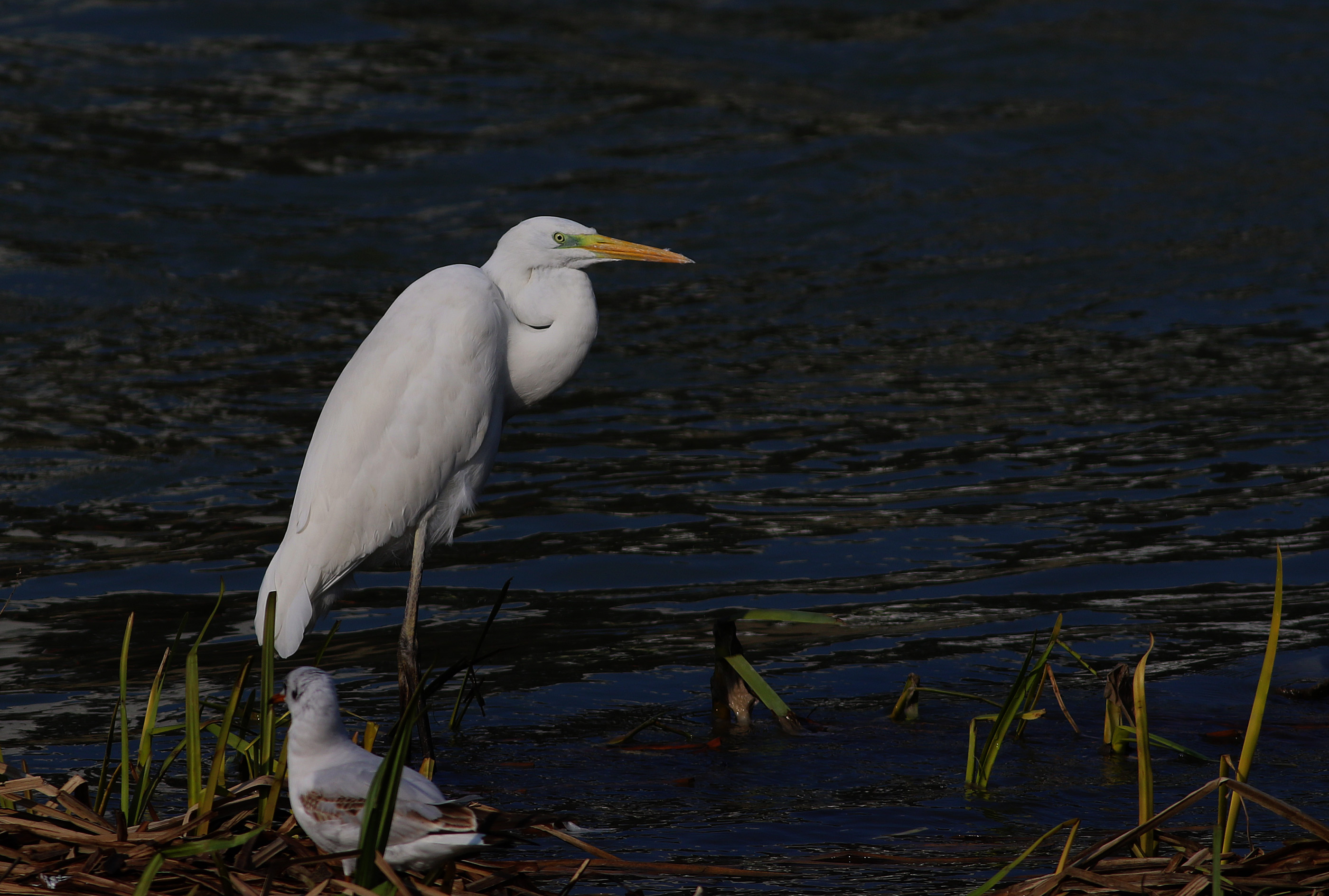 Great Egret